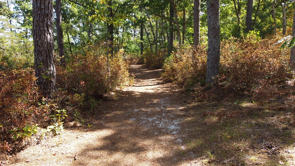 Look for early fall foliage this autumn