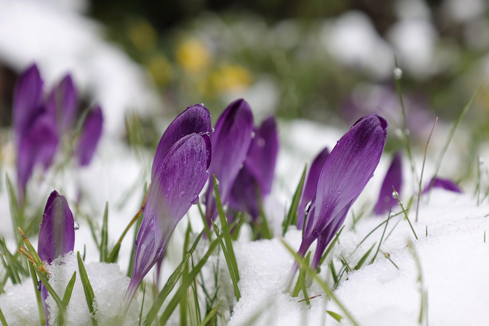 April Snow at the Jersey Shore: How often does it happen?
